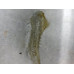 90R017 Exhaust Manifold Heat Shield For 05-14 Volkswagen Jetta  2.5 07K253046A